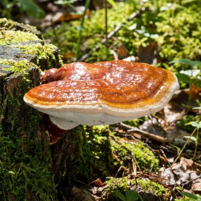 Reishi