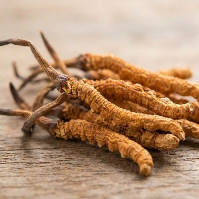 Cordyceps