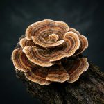 Trametes Versicolor