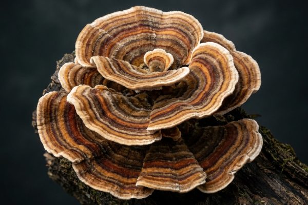 Trametes Versicolor